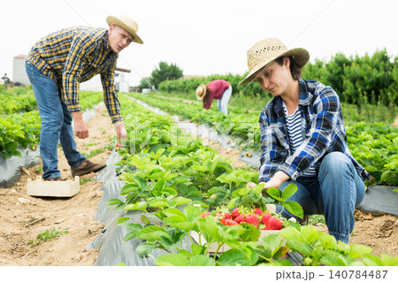 Female farmer gathering crop of strawberries on farm field Female farmer gathering crop of strawberries on farm field 140784487
