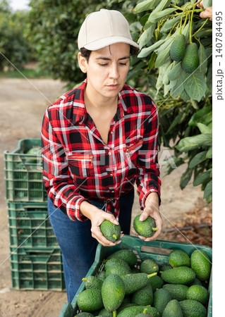 Skilled female gardener gathering crop of avocado fruits in orchard. Harvest time Skilled female gardener gathering crop of avocado fruits in orchard. Harvest time 140784495