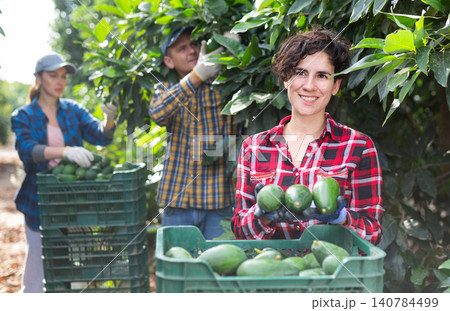Skilled female gardener gathering crop of avocado fruits in orchard. Harvest time Skilled female gardener gathering crop of avocado fruits in orchard. Harvest time 140784499