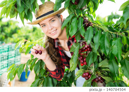 Woman farmer picking sweet cherries in orchard Woman farmer picking sweet cherries in orchard 140784504
