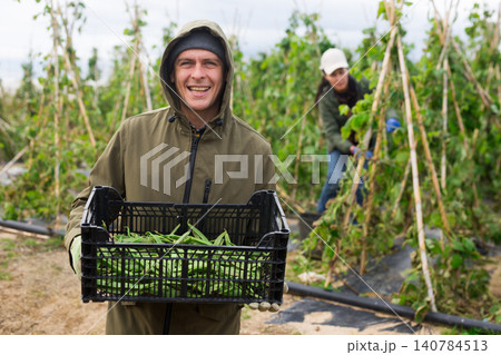 Farmer harvesting ripe peas in farm field Farmer harvesting ripe peas in farm field 140784513