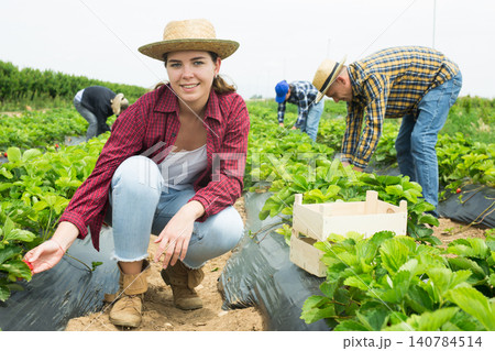 Woman farmer gardening on plantation, harvesting strawberry Woman farmer gardening on plantation, harvesting strawberry 140784514