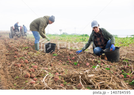 Skilled farmer team working on plantation, picking potatoes Skilled farmer team working on plantation, picking potatoes 140784595
