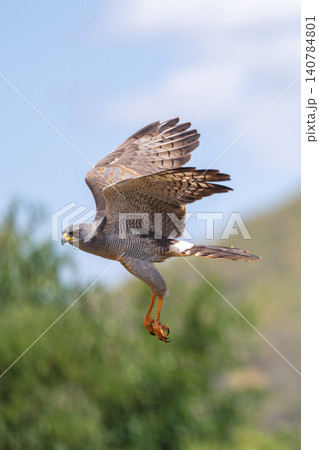 Eastern chanting goshawk flies past lifting wings 140784801