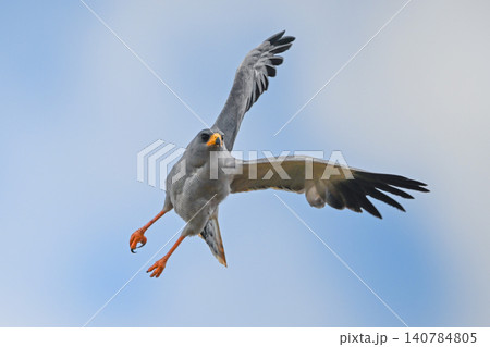 Eastern chanting goshawk flying at an angle Eastern chanting goshawk flying at an angle 140784805