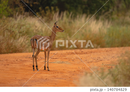 Female impala stands on track watching camera Female impala stands on track watching camera 140784829