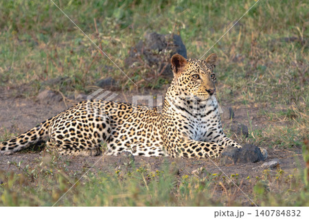 Female leopard lies lifting head in clearing Female leopard lies lifting head in clearing 140784832