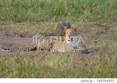Female leopard lies turning head in clearing Female leopard lies turning head in clearing 140784833