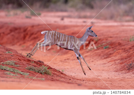 Female lesser kudu jumping down into gully Female lesser kudu jumping down into gully 140784834