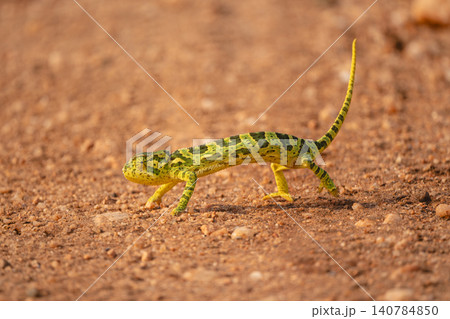 Flap-necked chameleon crosses dirt road casting shadow Flap-necked chameleon crosses dirt road casting shadow 140784850