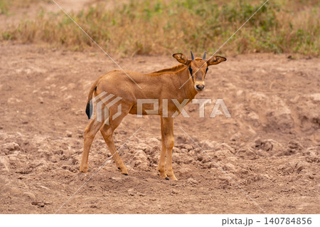 Fringe-eared oryx calf stands on bare earth Fringe-eared oryx calf stands on bare earth 140784856