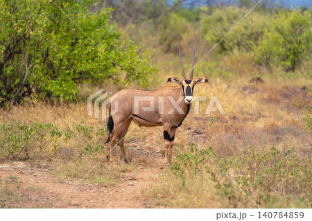 Fringe-eared oryx stands in clearing watching camera Fringe-eared oryx stands in clearing watching camera 140784859