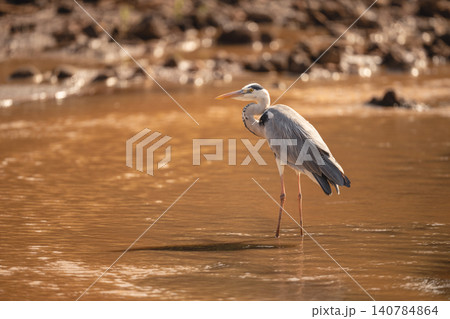 Grey heron stands in river casting shadow Grey heron stands in river casting shadow 140784864