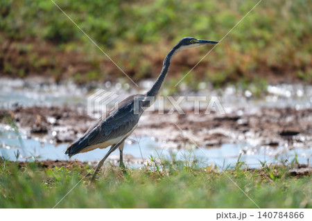 Grey heron walks on riverbank leaning forward Grey heron walks on riverbank leaning forward 140784866