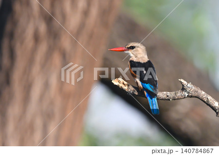 Grey-headed kingfisher with catchlight turns to camera Grey-headed kingfisher with catchlight turns to camera 140784867