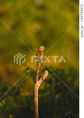 Lilac-breasted roller in forest on tree stump Lilac-breasted roller in forest on tree stump 140784870