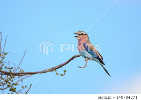 Lilac-breasted roller in profile calls from branch Lilac-breasted roller in profile calls from branch 140784871