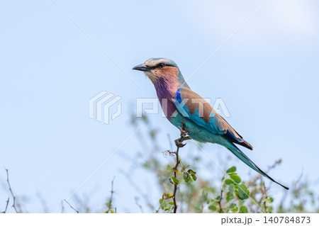 Lilac-breasted roller in profile on thorny branch Lilac-breasted roller in profile on thorny branch 140784873