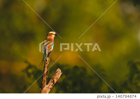 Lilac-breasted roller on dead stump in forest Lilac-breasted roller on dead stump in forest 140784874