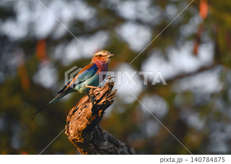 Lilac-breasted roller on dead tree in woods Lilac-breasted roller on dead tree in woods 140784875