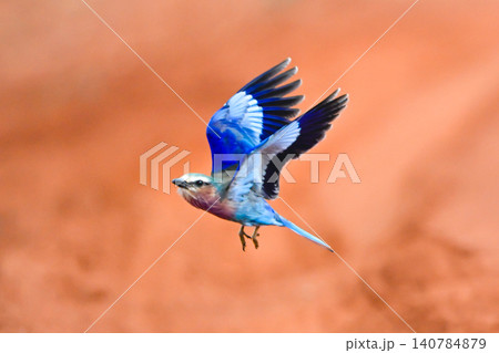 Lilac-breasted roller takes off over dirt track Lilac-breasted roller takes off over dirt track 140784879