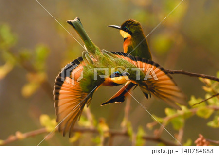 Little bee-eater flies past another on twig 140784888