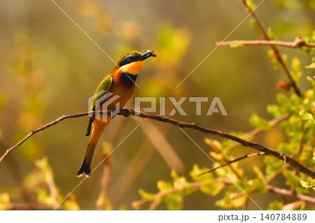 Little bee-eater holds fly on curved branch 140784889