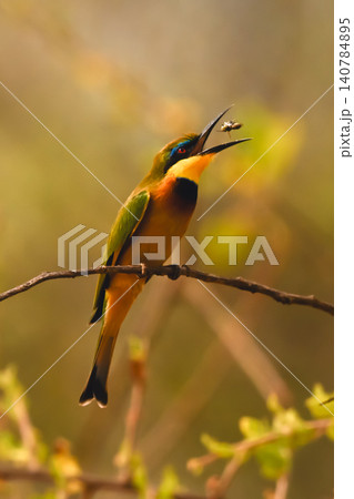 Little bee-eater on curved branch tosses fly 140784895