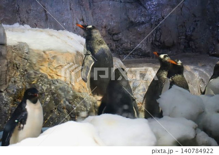 雪と岩場の展示エリアに立つペンギンたち 雪と岩場の展示エリアに立つペンギンたち 140784922