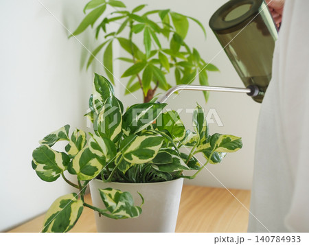 観葉植物への水やり 140784933