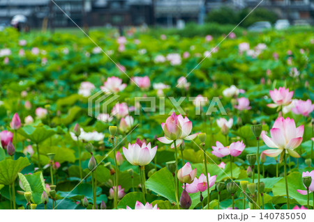 池に咲くピンクと白のハスの花と緑の葉 池に咲くピンクと白のハスの花と緑の葉 140785050