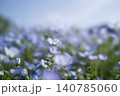 ネモフィラ一輪 140785060