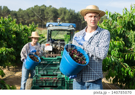 Farm worker posing in garden during harvest of sweet cherries Farm worker posing in garden during harvest of sweet cherries 140785070