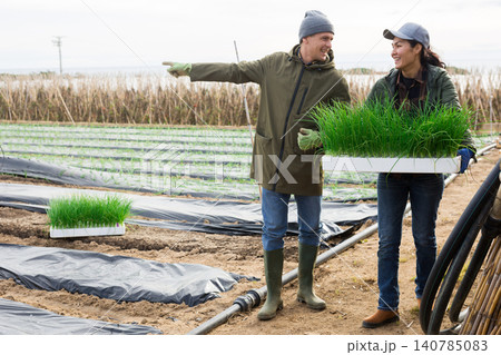 Two farmers gardening on farm, planting garlic plants 140785083