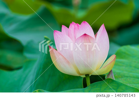 夏の朝に咲く美しい薄紅色の蓮の花 140785143