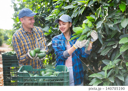 Positive man and woman harvesting avocados together in an orchard Positive man and woman harvesting avocados together in an orchard 140785190