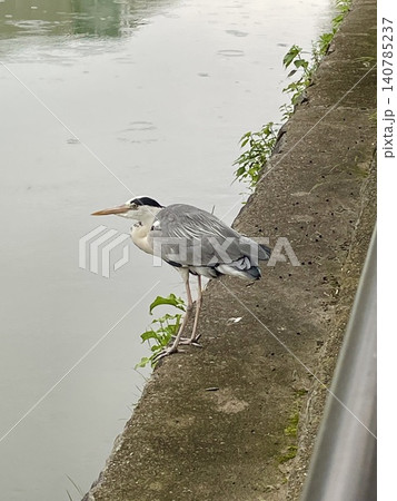 河岸に佇み、獲物を狙うアオサギ 河岸に佇み、獲物を狙うアオサギ 140785237