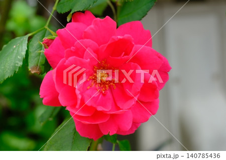 roses in the garden roses in the garden 140785436