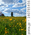 Blooming Rapeseed Field in the Swiss Alps 140785456