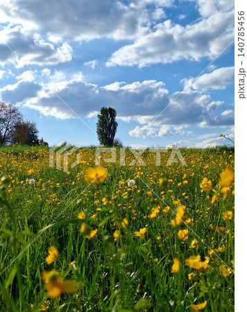 Blooming Rapeseed Field in the Swiss Alps 140785456