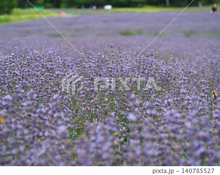 たんばら高原に広がるラベンダーの花畑 たんばら高原に広がるラベンダーの花畑 140785527