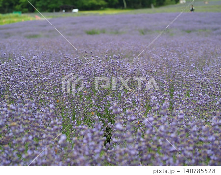 たんばら高原一面に咲くラベンダー畑 140785528