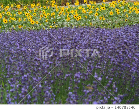 たんばら高原のラベンダーとひまわりの花畑 たんばら高原のラベンダーとひまわりの花畑 140785540