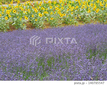 たんばらラベンダーパークのひまわりとラベンダーの花畑 140785547