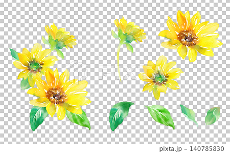 夏の花:3つのひまわりを組み合わせた水彩イラストと、構成要素のセット 夏の花:3つのひまわりを組み合わせた水彩イラストと、構成要素のセット 140785830