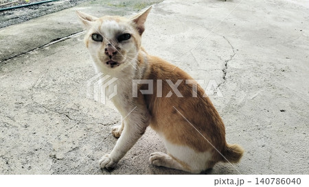 Stray Ginger and White Cat Sitting on Concrete Ground Stray Ginger and White Cat Sitting on Concrete Ground 140786040