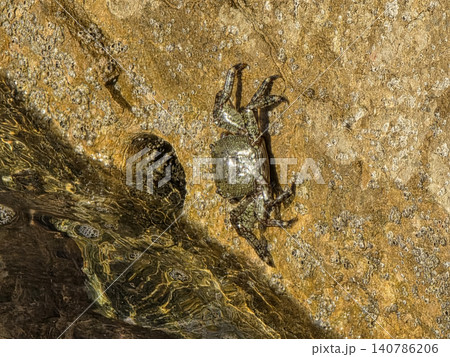 A shiny wet marbled rock crab clings to a textured seaside stone. The stone is covered with tiny barnacles. The scene takes place during daylight at the coast. A shiny wet marbled rock crab clings to a textured seaside stone. The stone is covered with tiny barnacles. The scene takes place during daylight at the coast. 140786206