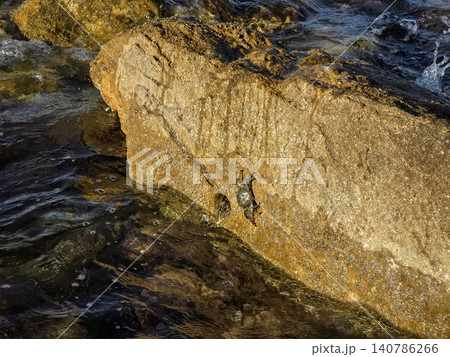 A small wild crab sits on a large golden rock as waves from the ocean crash nearby. This scene shows life at the coast and the relationship between land and sea. A small wild crab sits on a large golden rock as waves from the ocean crash nearby. This scene shows life at the coast and the relationship between land and sea. 140786266