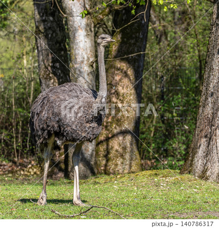 The common ostrich, Struthio camelus, or simply ostrich 140786317