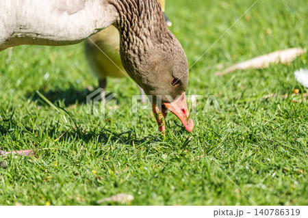 The greylag goose, Anser anser is a species of large goose The greylag goose, Anser anser is a species of large goose 140786319
